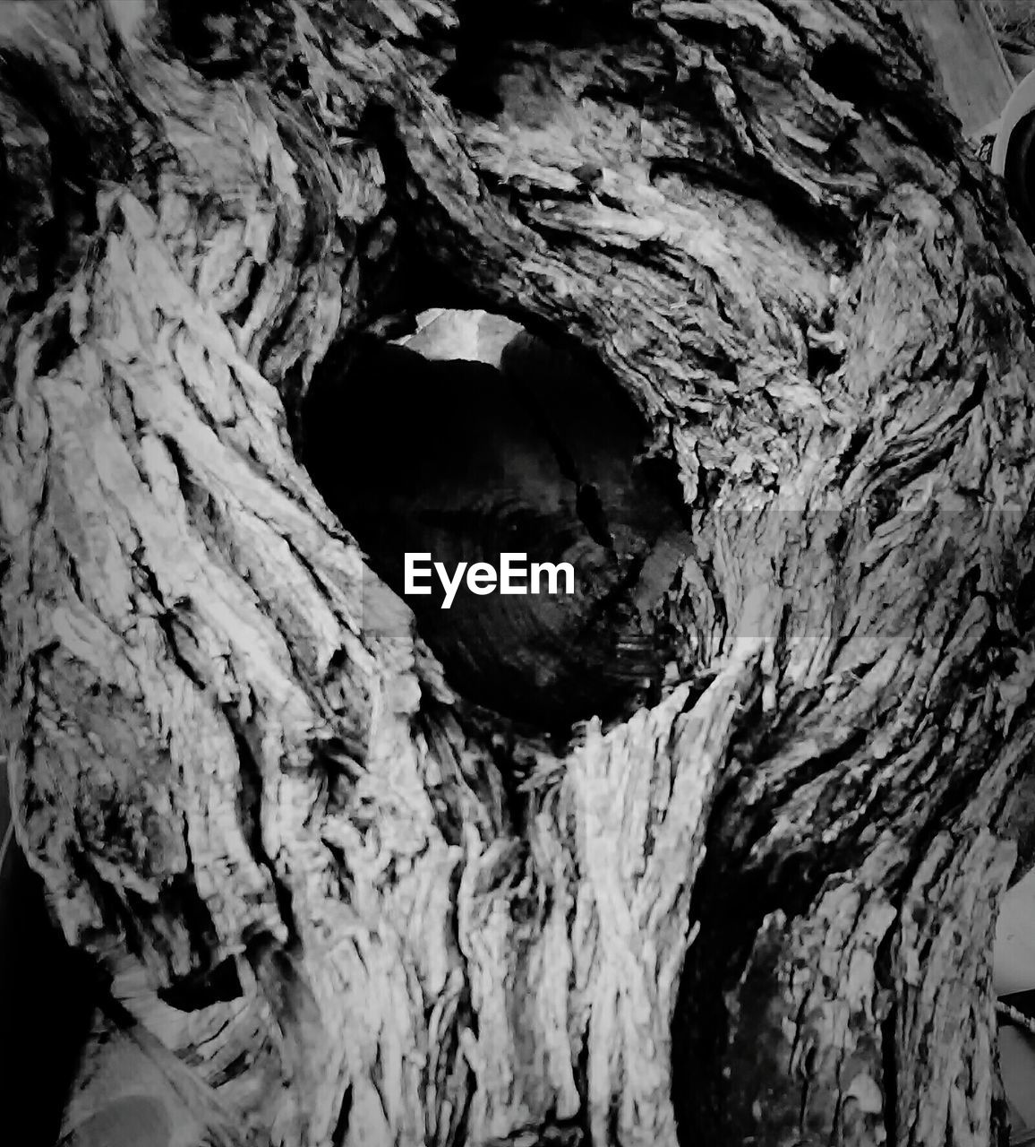 CLOSE-UP OF TREE TRUNK WITH BARK