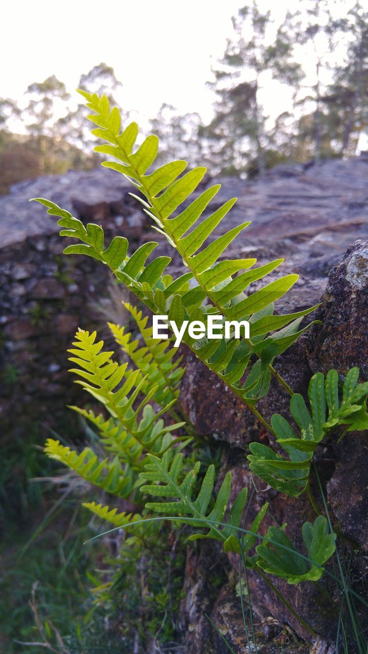 CLOSE-UP OF FERN ON FIELD