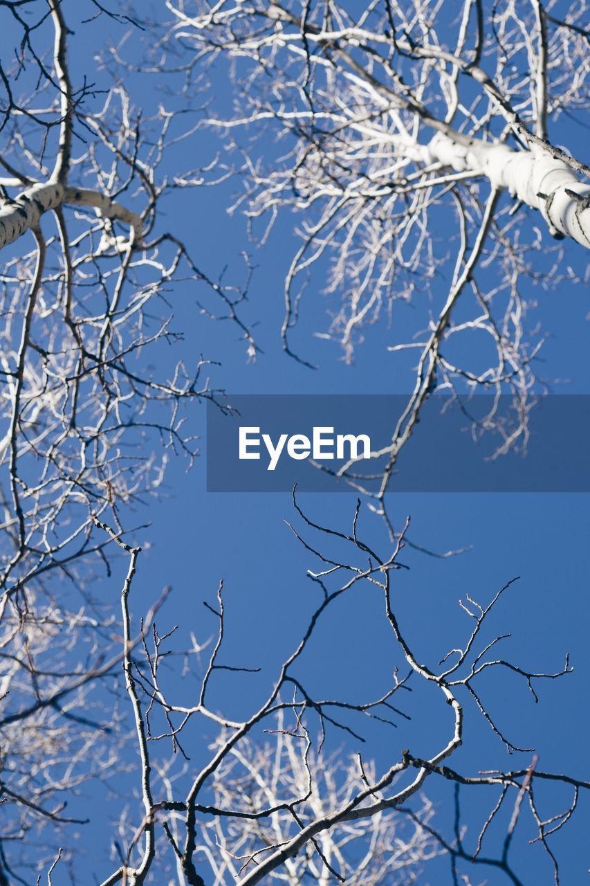 LOW ANGLE VIEW OF BARE TREE AGAINST SKY