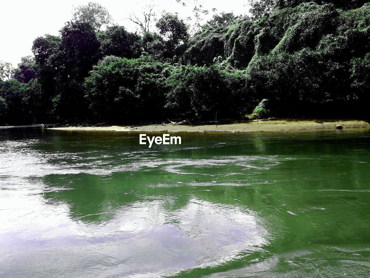 SCENIC VIEW OF LAKE BY TREES IN FOREST