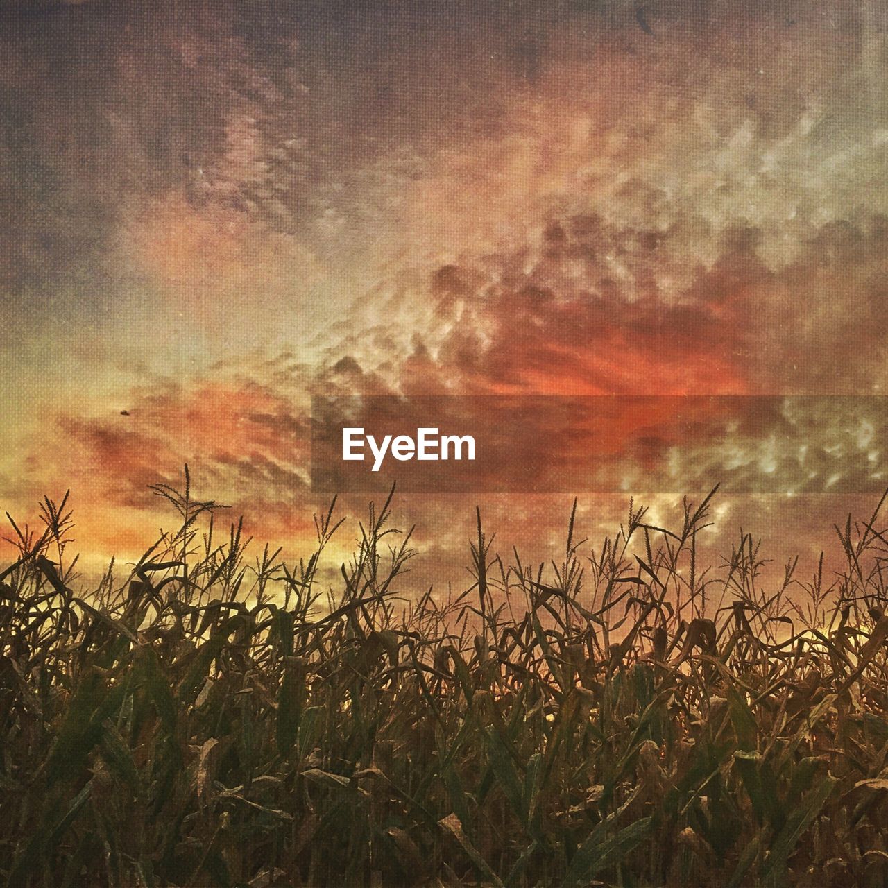 CLOSE-UP OF WHEAT GROWING ON FIELD AGAINST SKY AT SUNSET