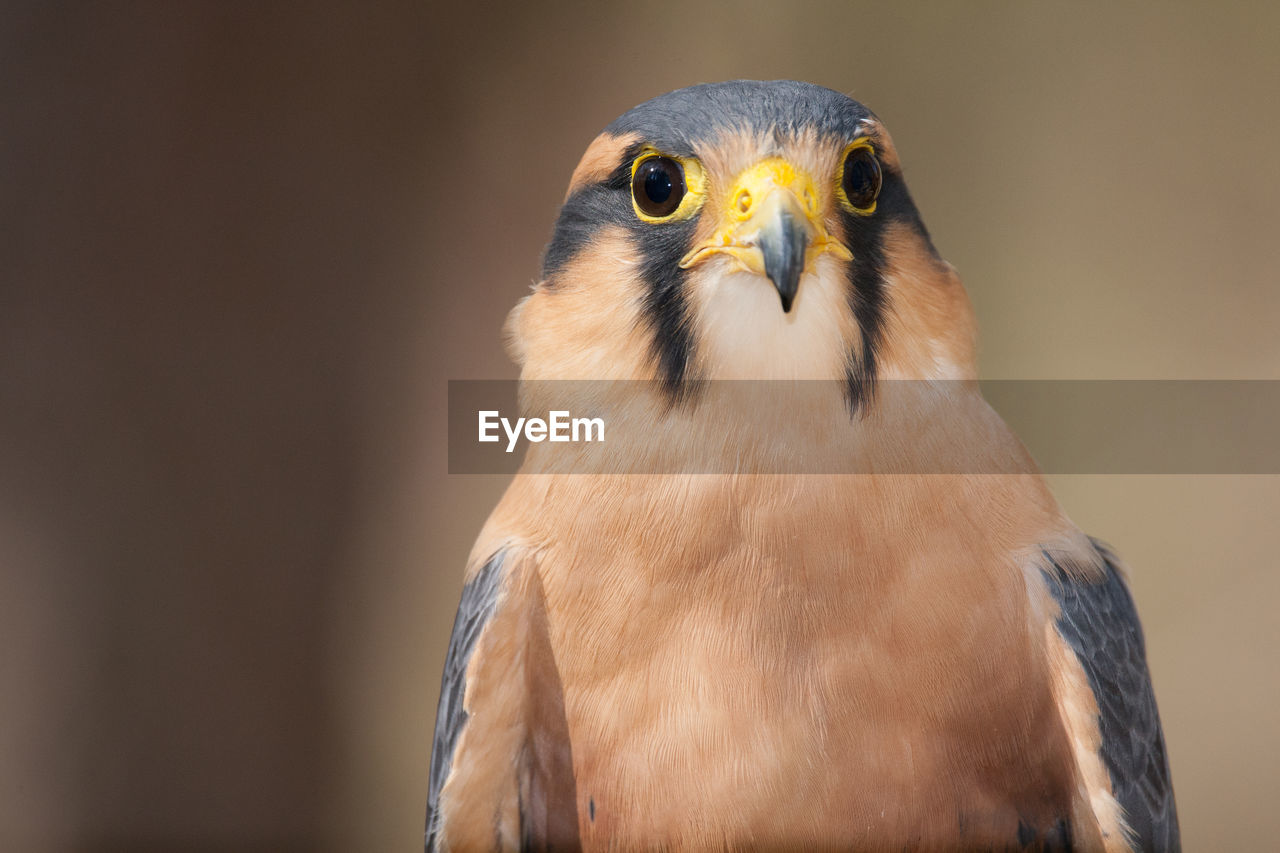 A portrait of an aplomado falcon