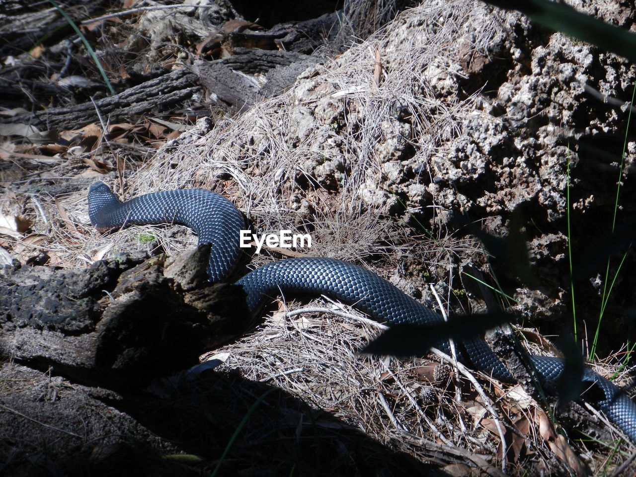 HIGH ANGLE VIEW OF LIZARD ON LAND