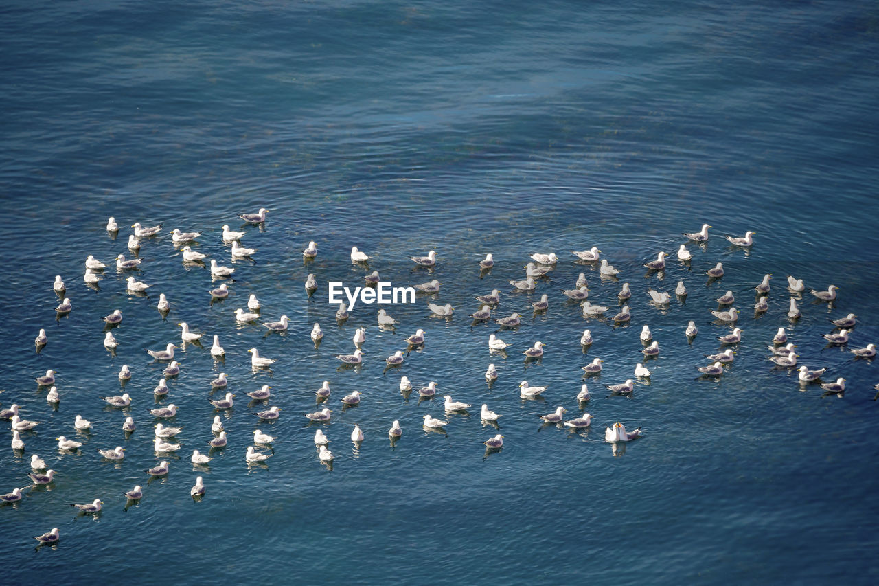 HIGH ANGLE VIEW OF SEAGULLS ON SEA SHORE