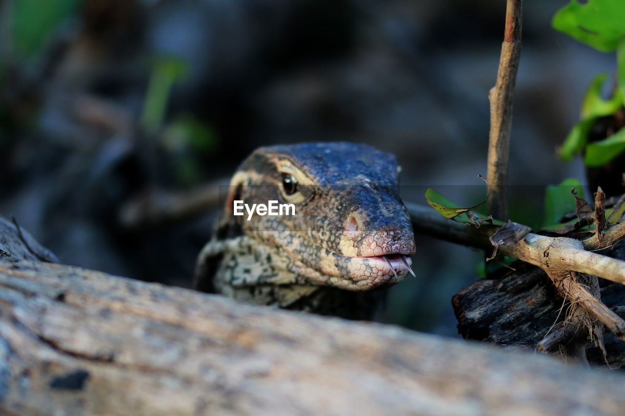 Close-up of lizard