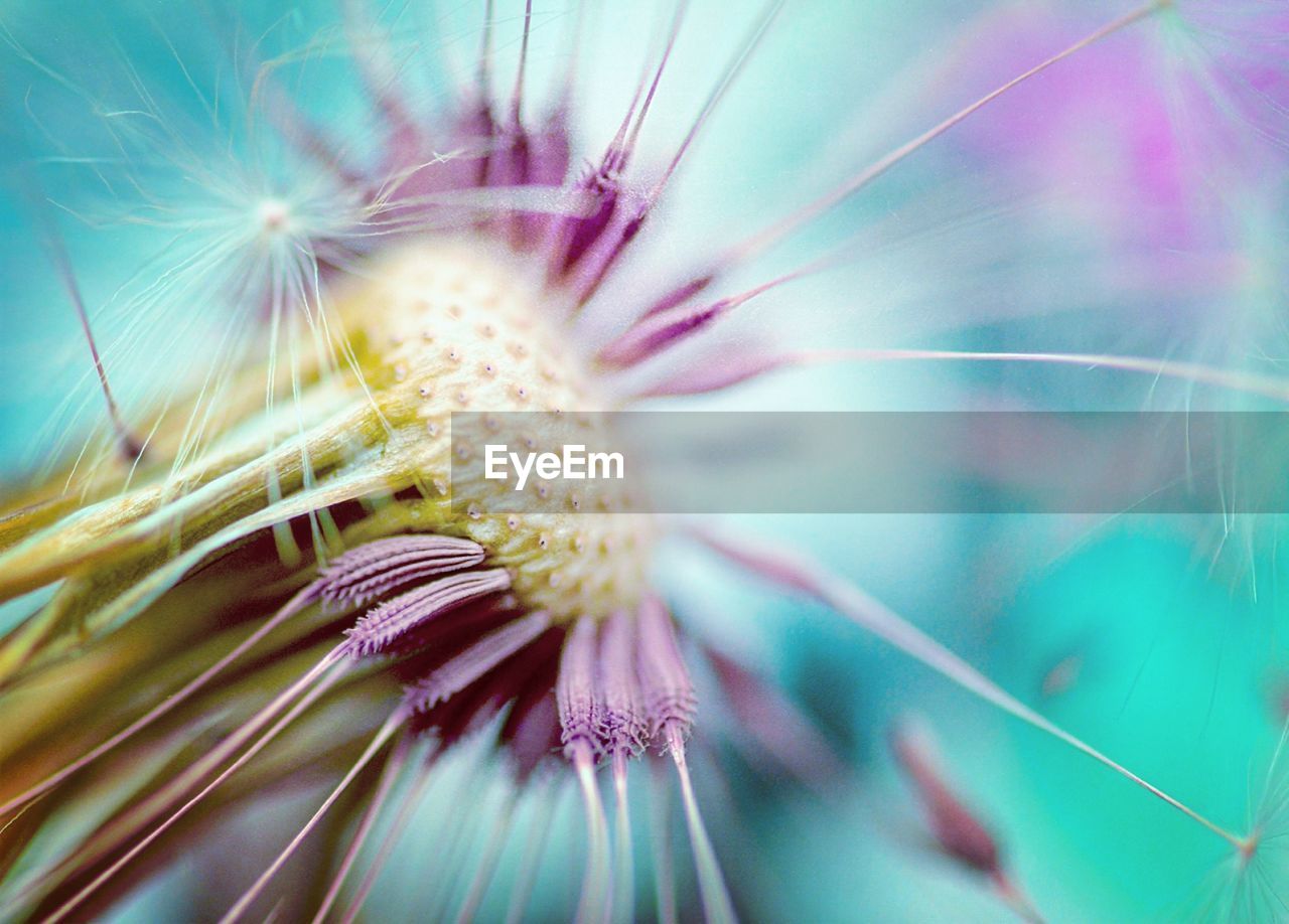 Close-up of purple flower blooming outdoors