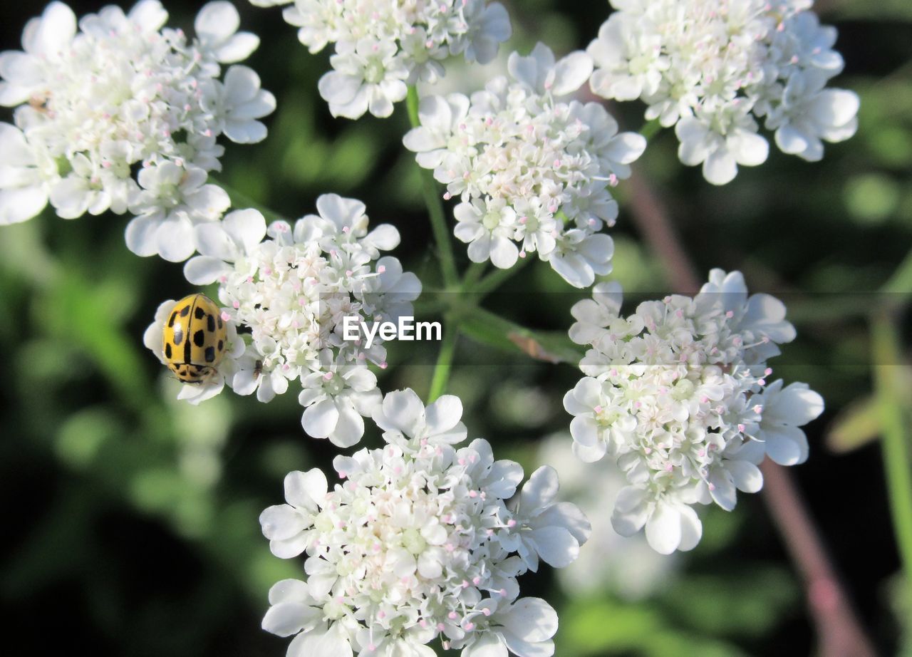 plant, flower, flowering plant, beauty in nature, nature, fragility, freshness, close-up, animal wildlife, yarrow, growth, white, flower head, cow parsley, focus on foreground, blossom, petal, insect, animal themes, no people, botany, animal, produce, springtime, day, outdoors, inflorescence, herb, tree, lilac