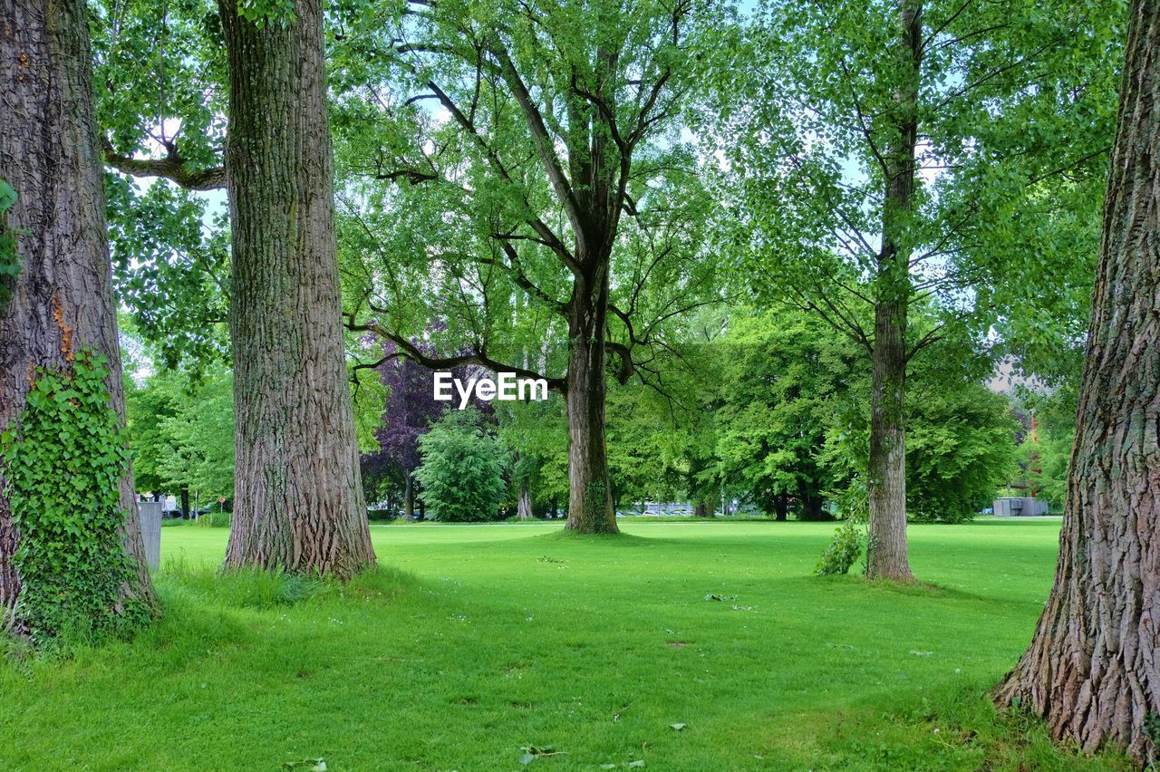 Trees in park