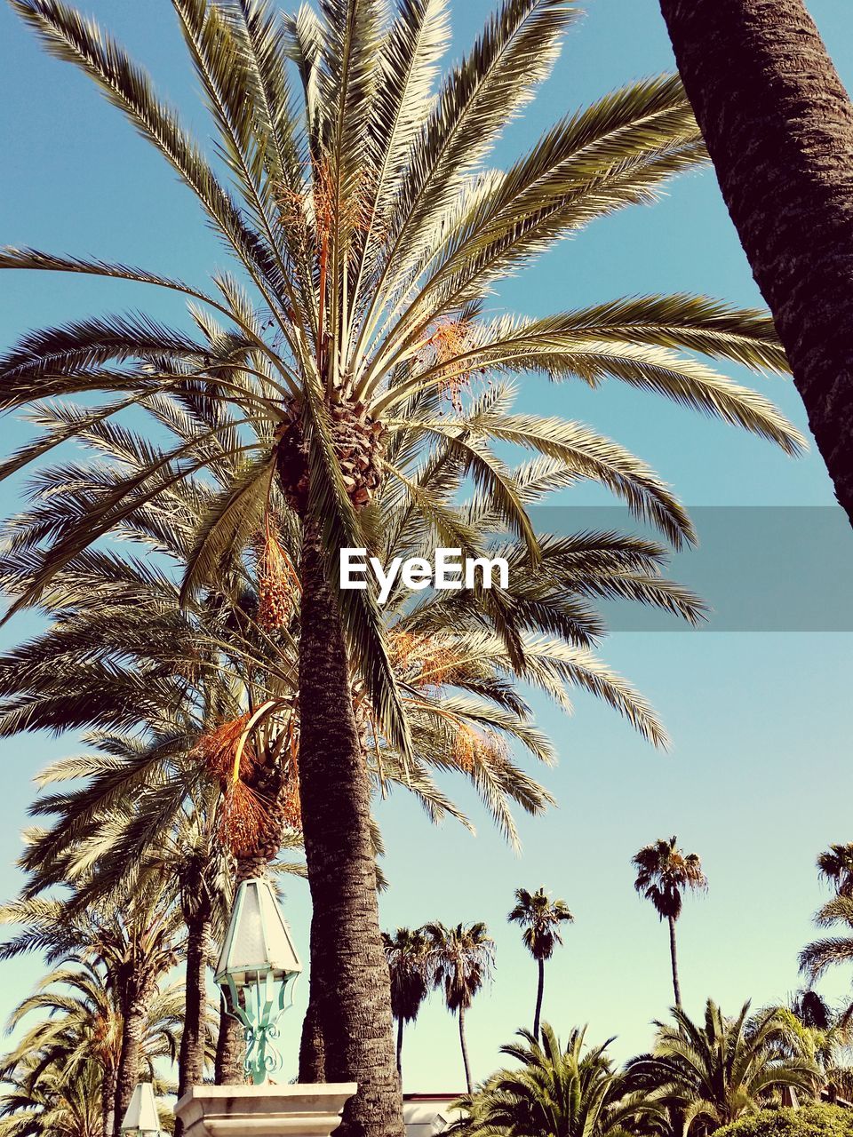 Low angle view of palm trees against clear sky