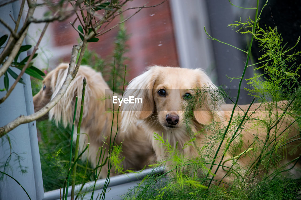 PORTRAIT OF GOLDEN RETRIEVER WITH PLANTS