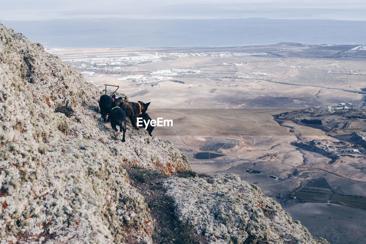 View of dogs on rock