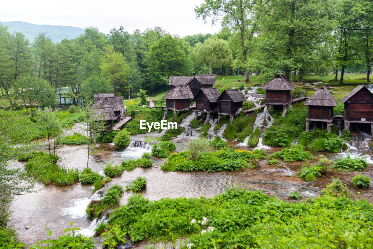 PLANTS GROWING BY STREAM IN FOREST