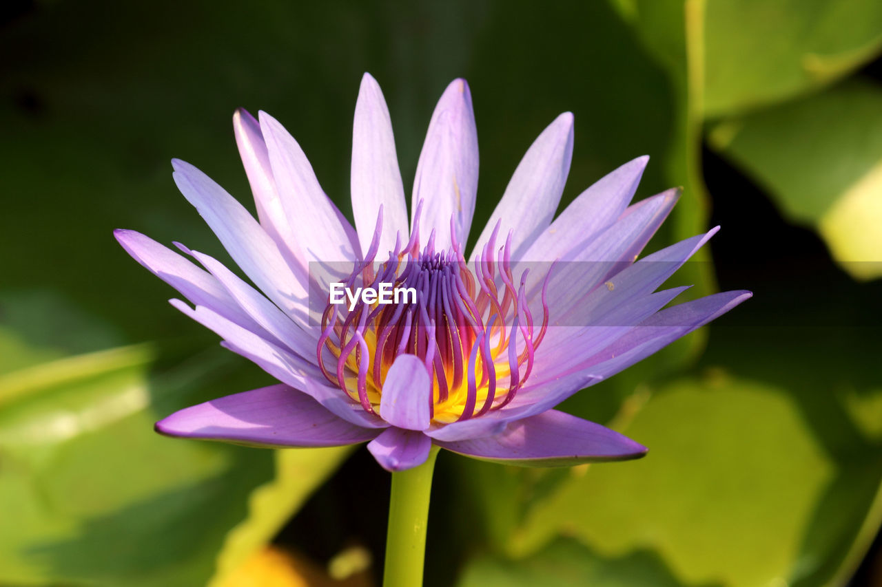 High angle view of water lily blooming in pond 