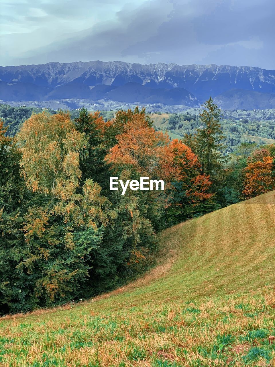 SCENIC VIEW OF TREES DURING AUTUMN