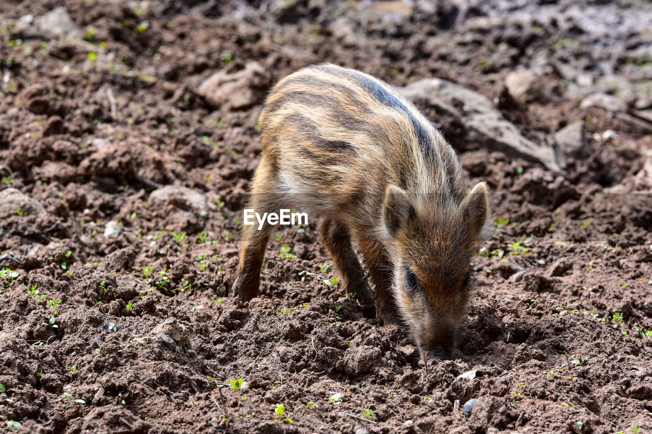 Close-up of young boar in the field