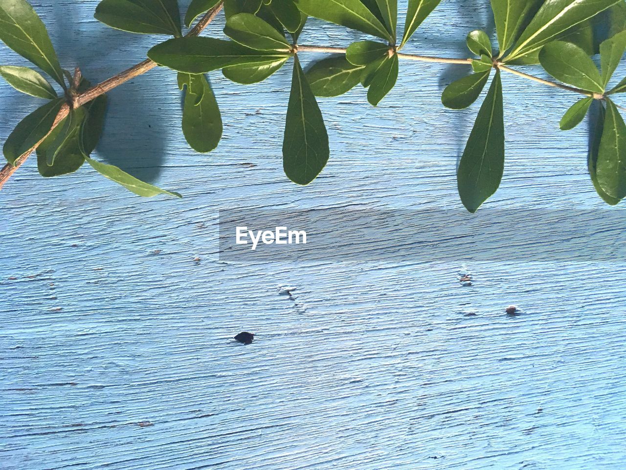 CLOSE-UP OF PLANTS AGAINST WATER