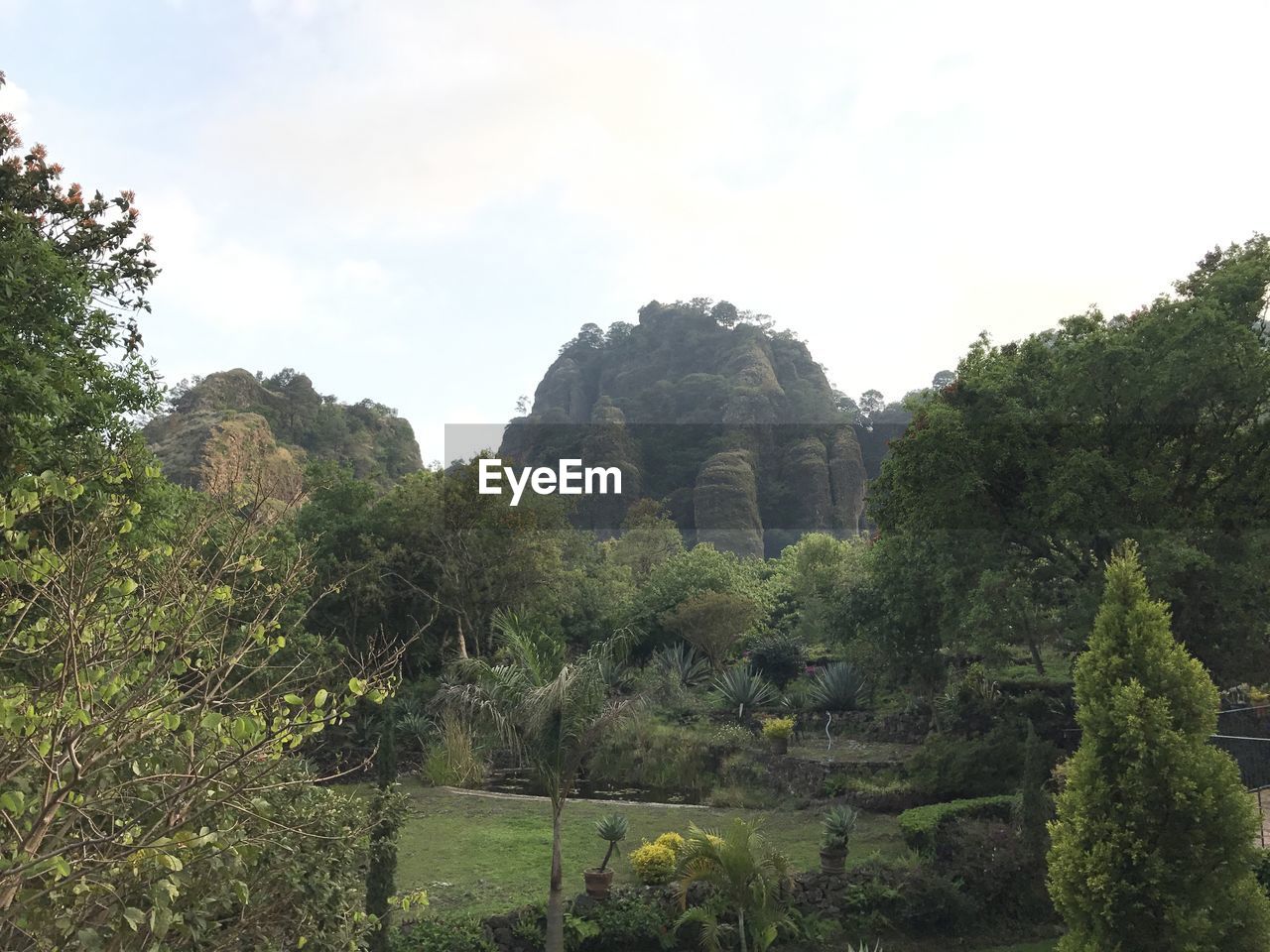 TREES AND PLANTS ON LAND