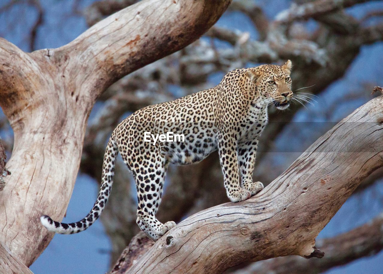 Leopard standing on tree