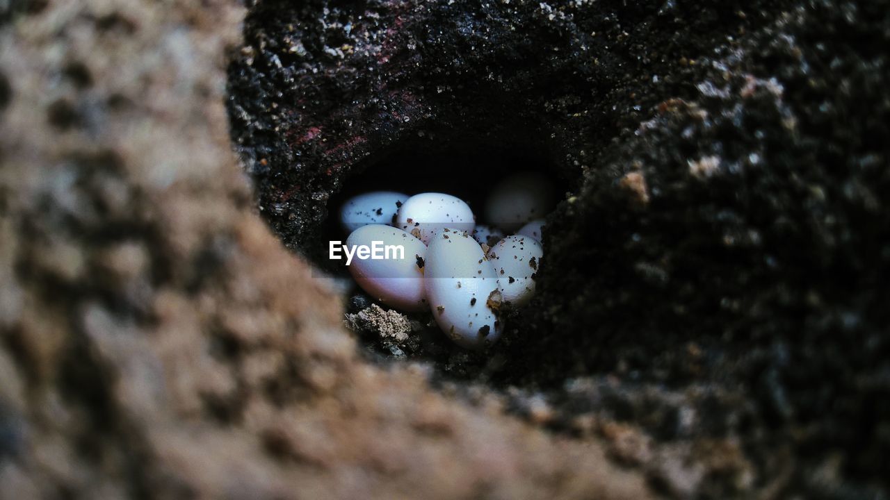 High angle view of eggs in nest