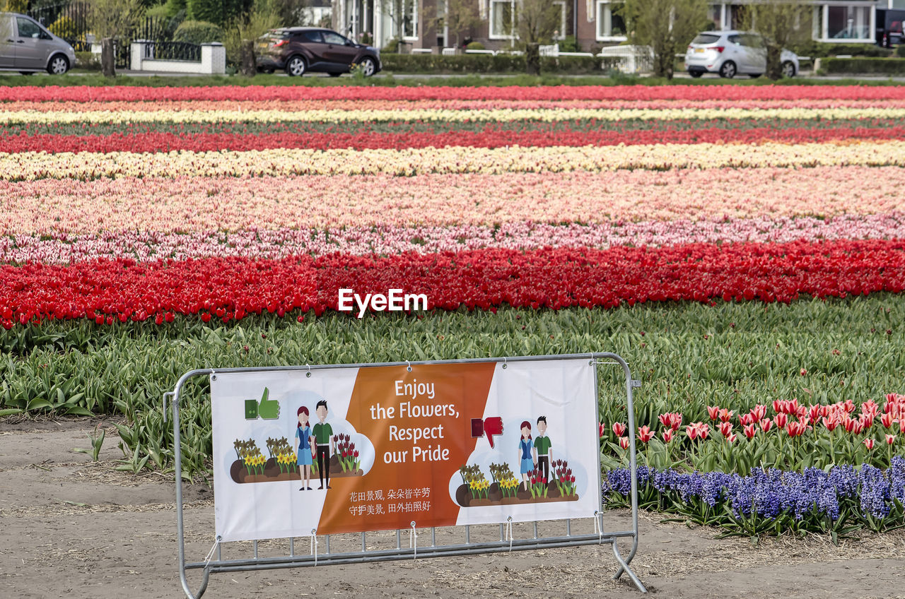 RED FLOWER ON FIELD WITH TEXT