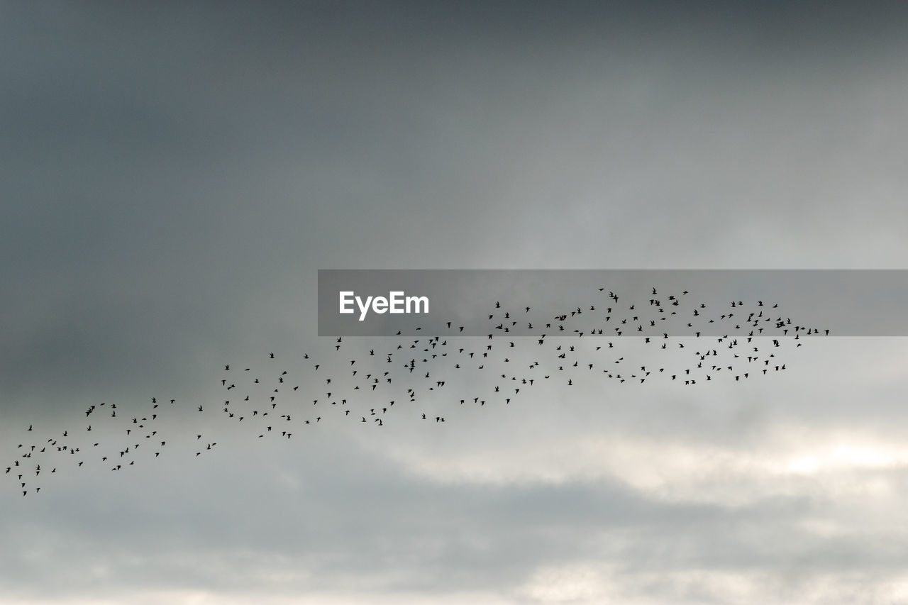 Low angle view of birds flying against cloudy sky