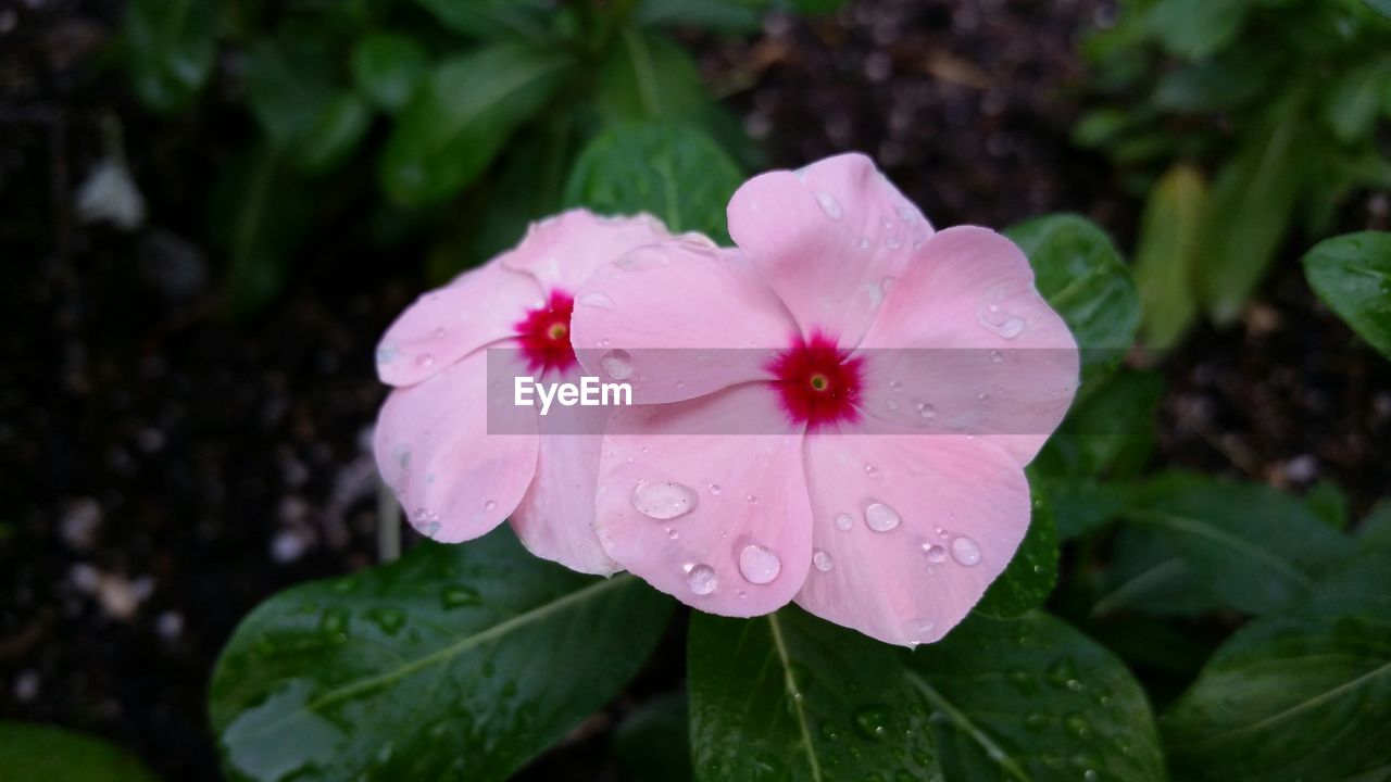High angle view of raindrops on periwinkle blooming outdoors