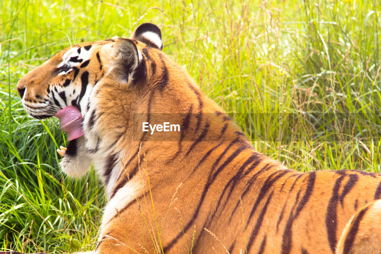 Close-up of a tiger