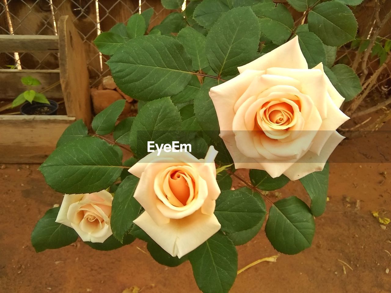 HIGH ANGLE VIEW OF ROSE ROSES ON PLANT