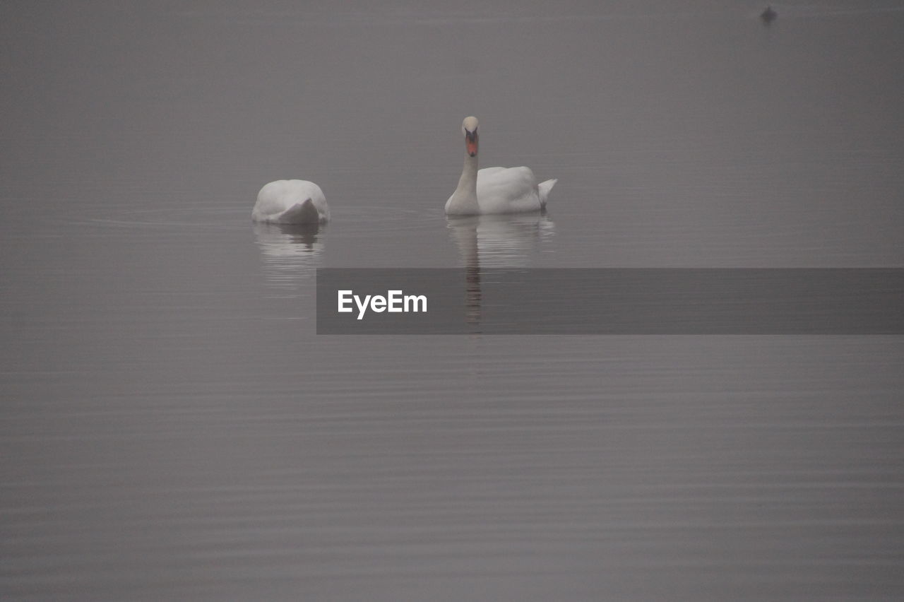 SWAN FLOATING ON WATER