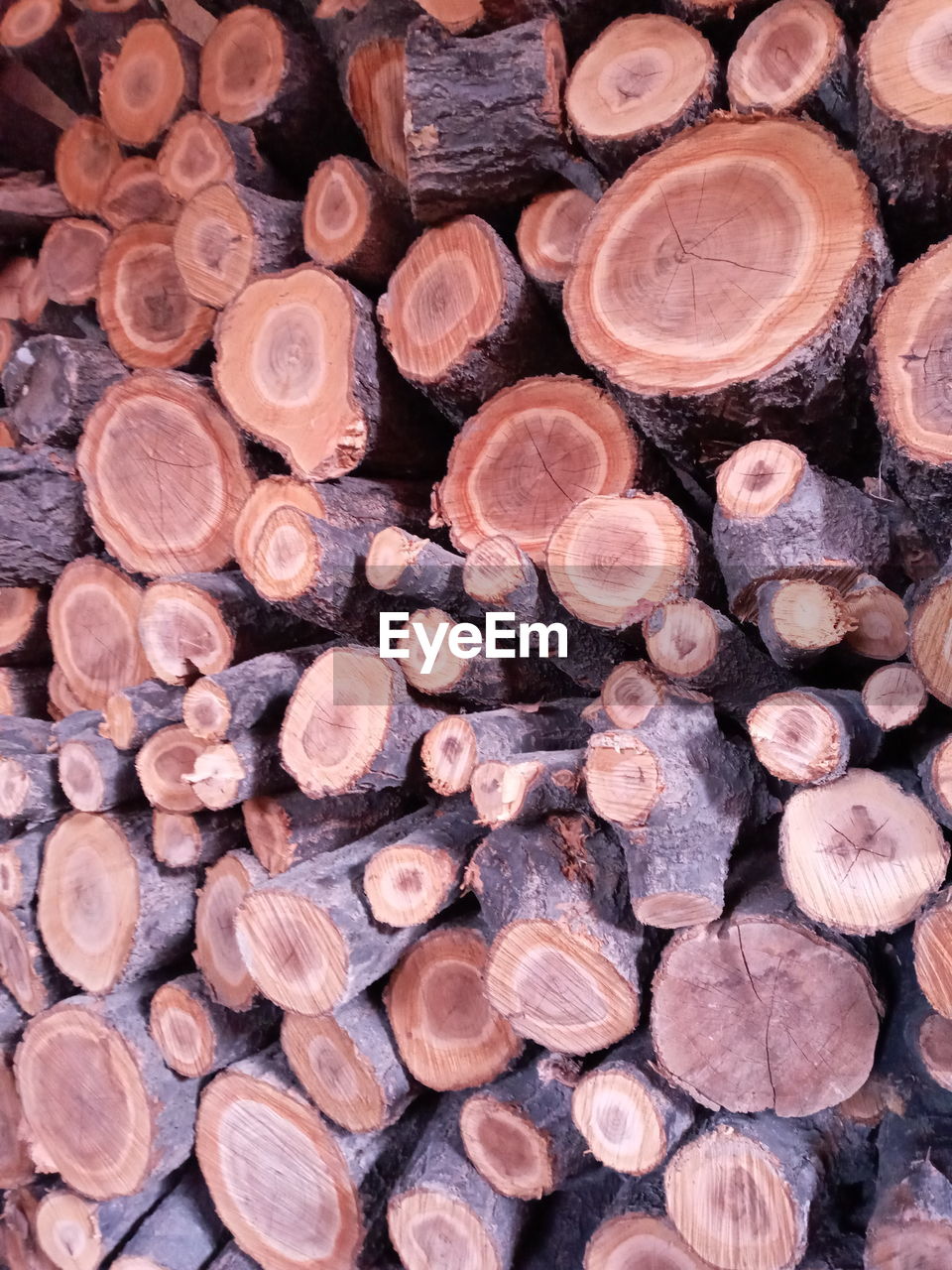 Full frame shot of logs in forest