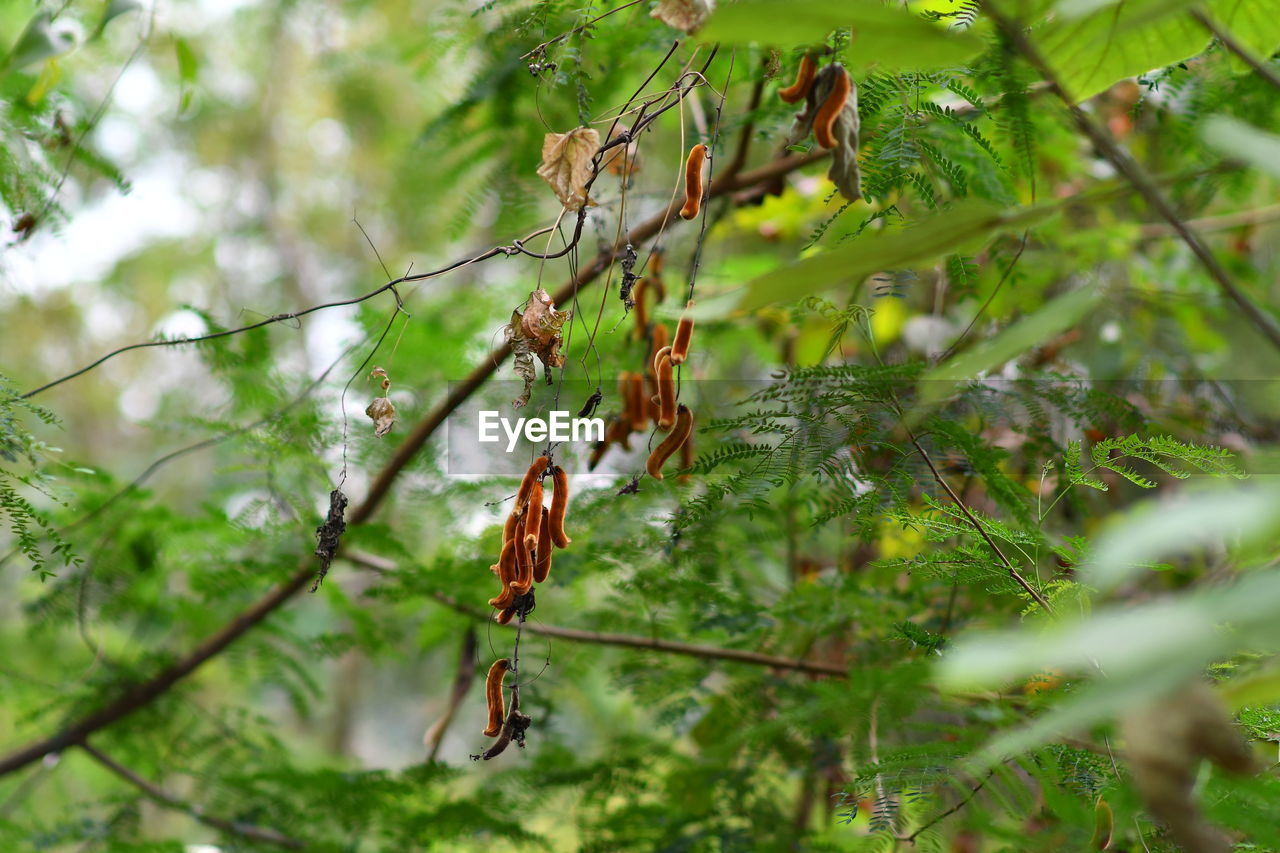 BIRD PERCHING ON TREE