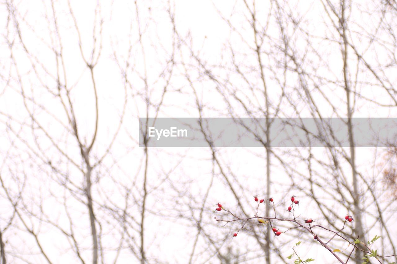 Low angle view of flower tree against sky