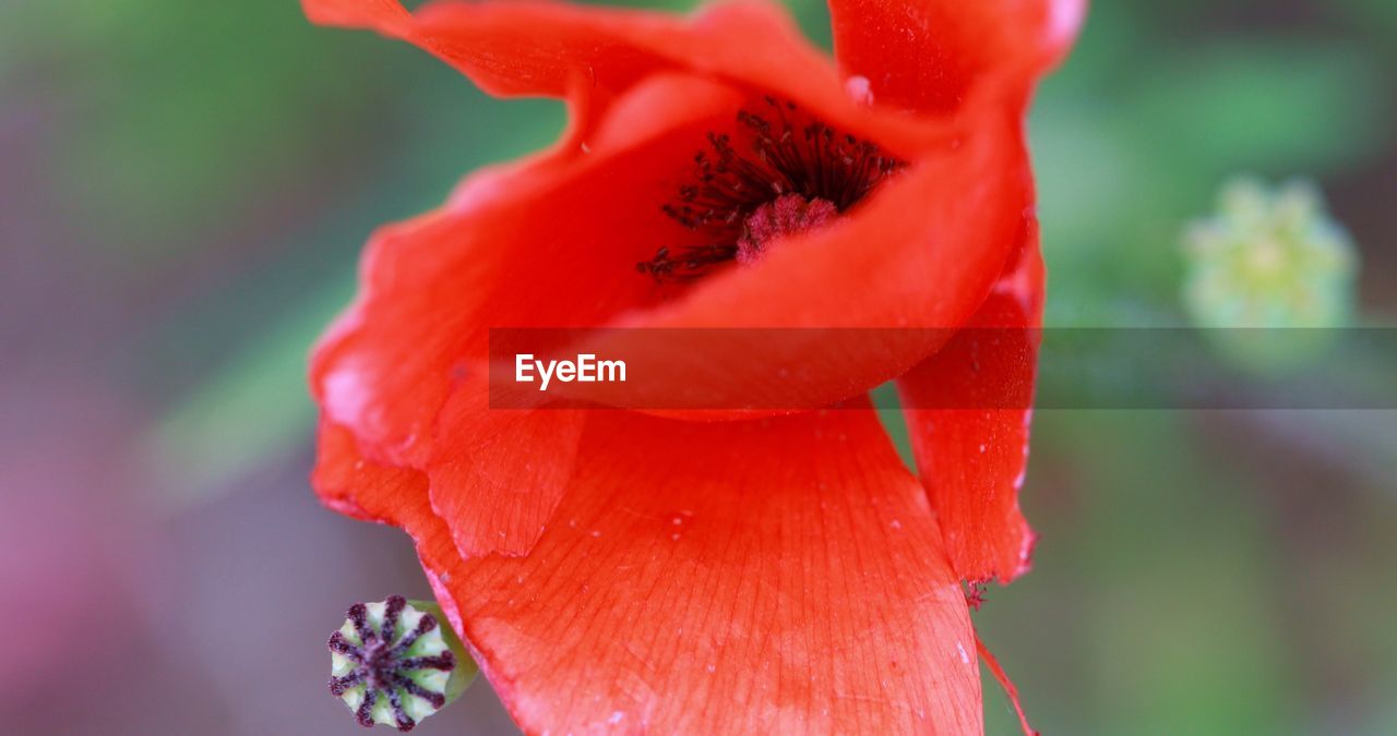 CLOSE-UP OF RED FLOWER ON PLANT