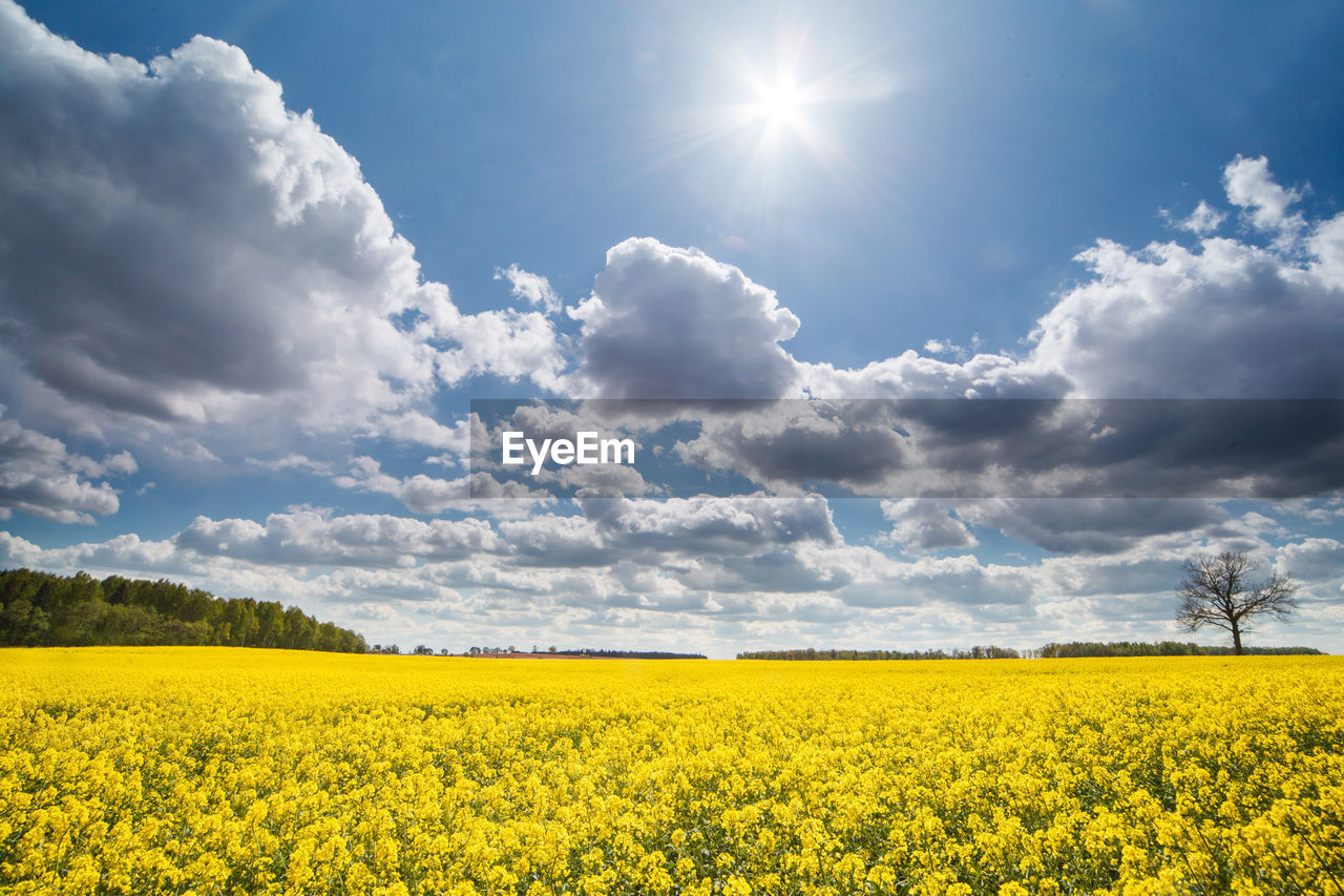 Scenic view of oilseed rape field against sky