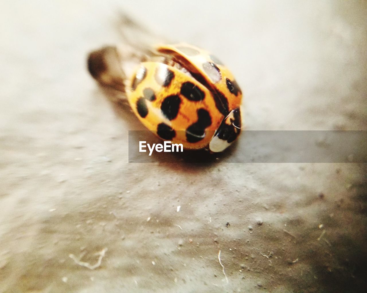 CLOSE-UP OF LADYBUG ON LEAF