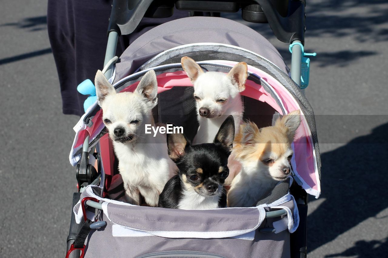 Chihuahuas sunny, mini, chico and rainy in a dog stroller 