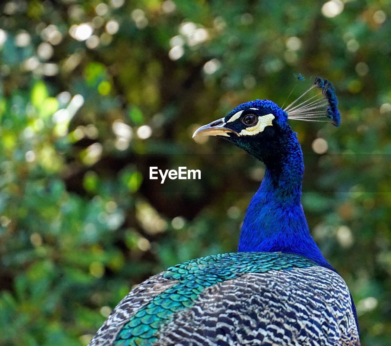 peacock, animal themes, animal, bird, animal wildlife, one animal, peacock feather, wildlife, blue, feather, beauty in nature, multi colored, animal body part, nature, no people, beak, fanned out, outdoors, close-up, focus on foreground, animal head, portrait, day, showing off, green, animal's crest