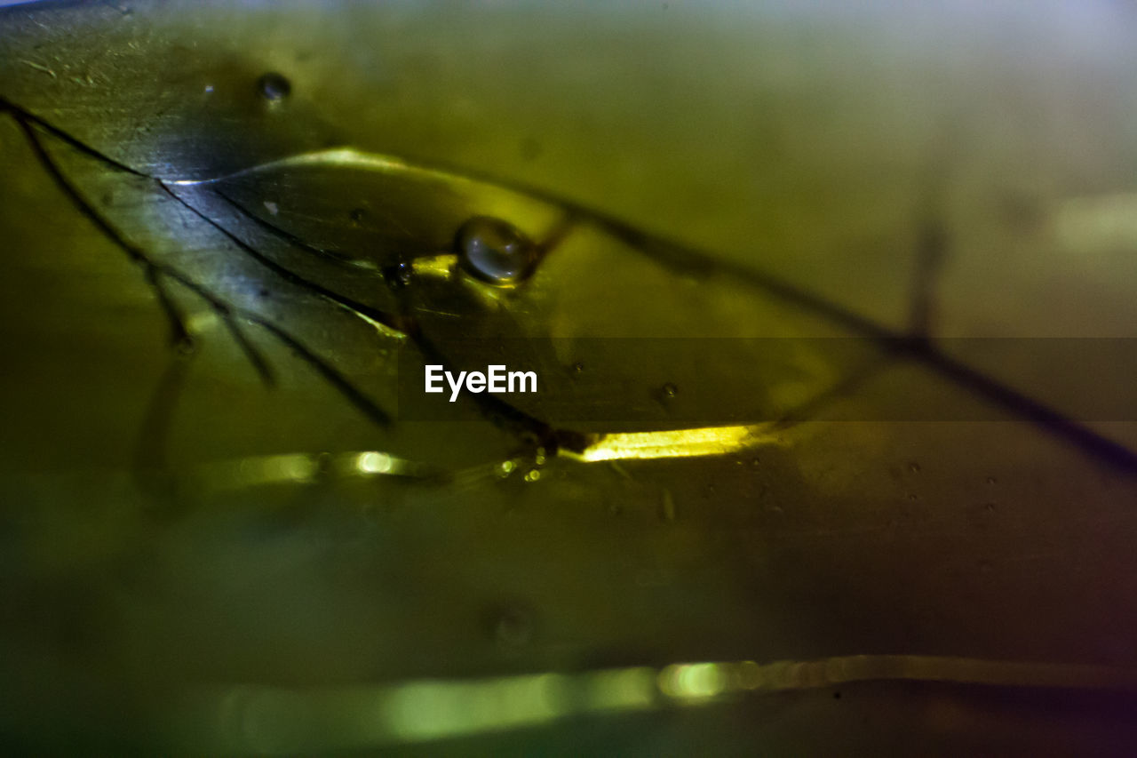 CLOSE-UP OF WATER DROPS ON LEAF