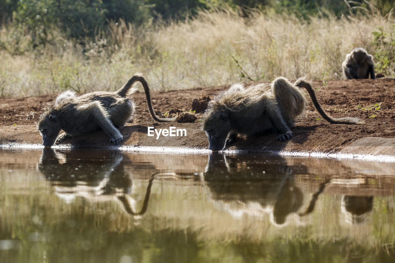 side view of an animal in lake