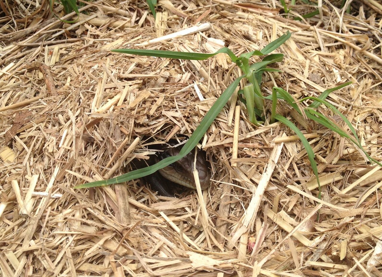 Close-up high angle view of plants