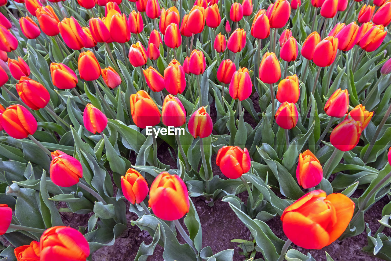 plant, flower, flowering plant, tulip, beauty in nature, freshness, growth, fragility, petal, nature, red, flower head, inflorescence, field, close-up, land, no people, full frame, backgrounds, day, green, botany, abundance, leaf, flowerbed, plant part, outdoors, high angle view, springtime, multi colored