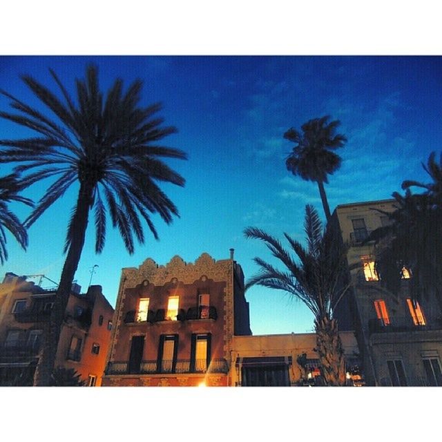 LOW ANGLE VIEW OF PALM TREES AND BUILDINGS