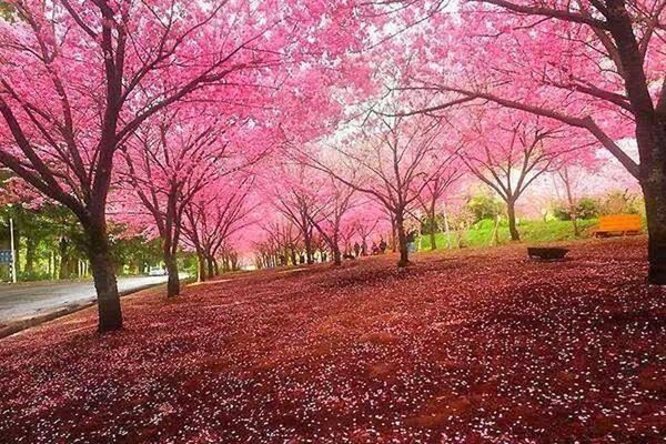 VIEW OF TREES IN PARK