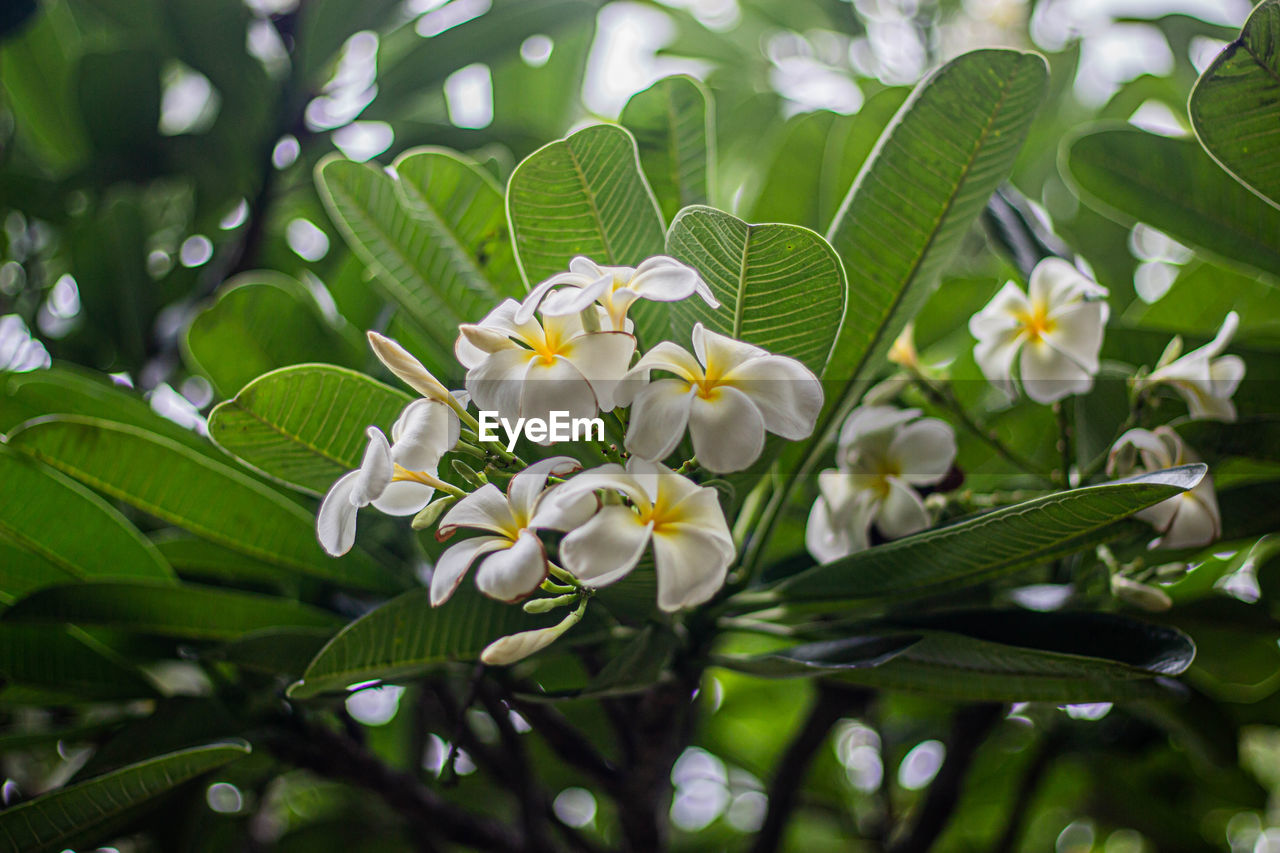 CLOSE-UP OF FLOWERING PLANT