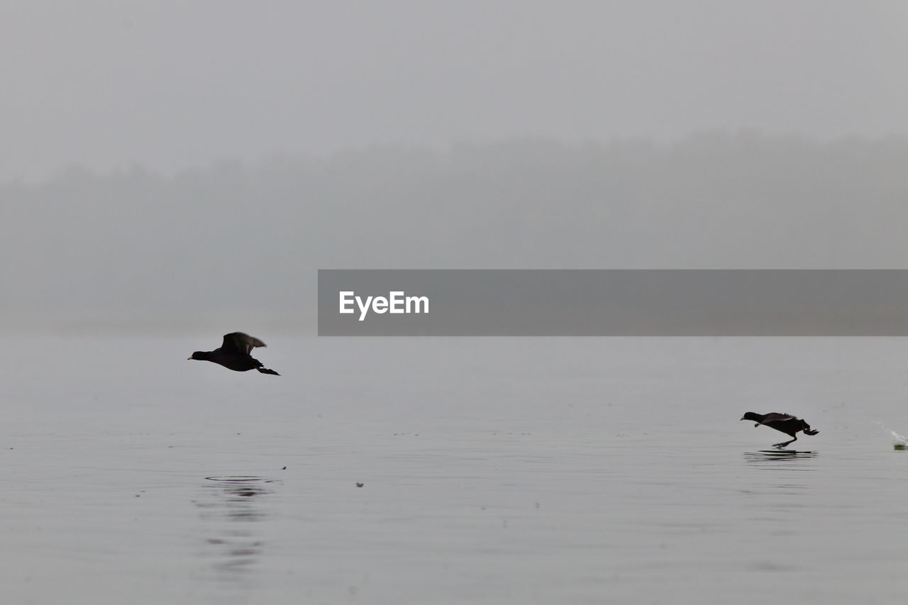 BIRD IN SEA