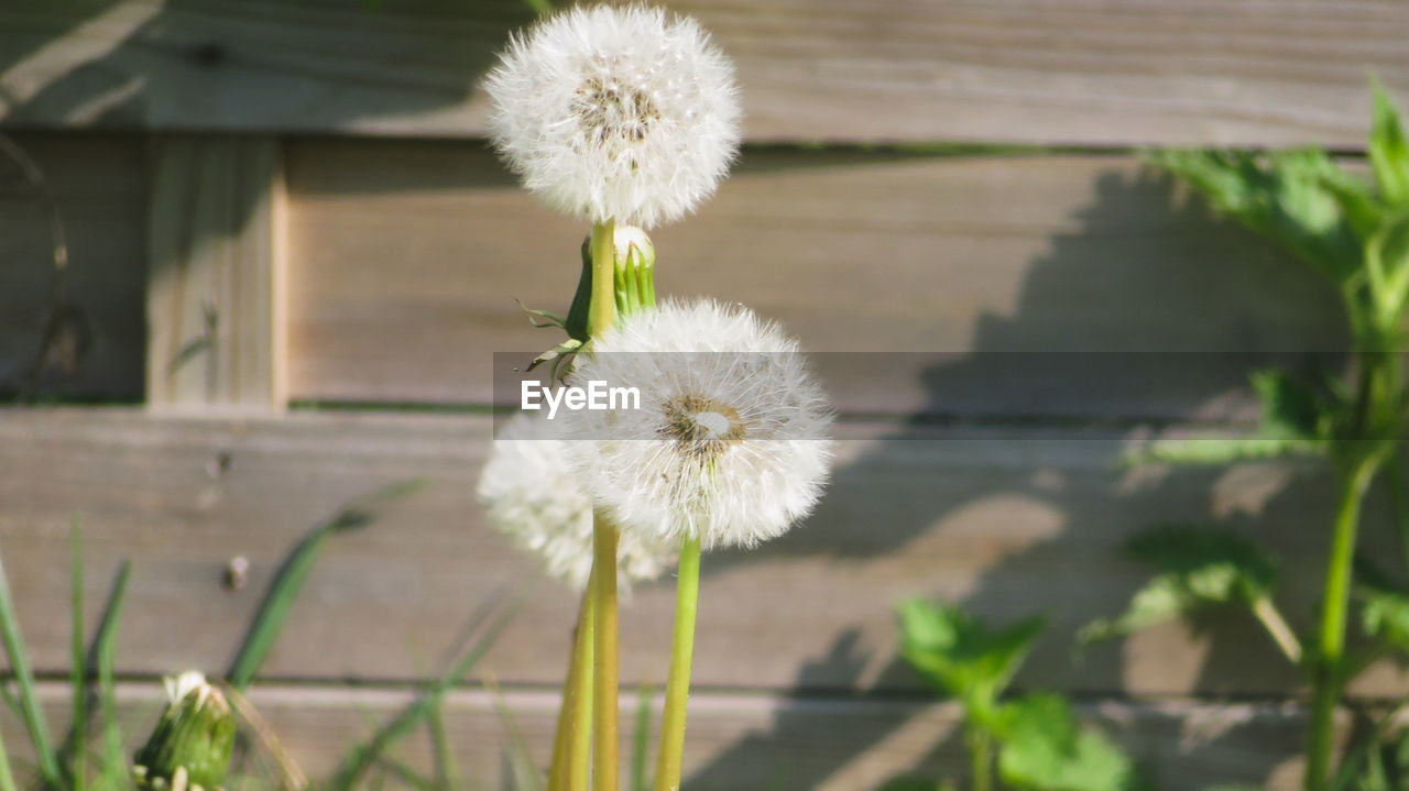 CLOSE-UP OF WHITE DANDELION