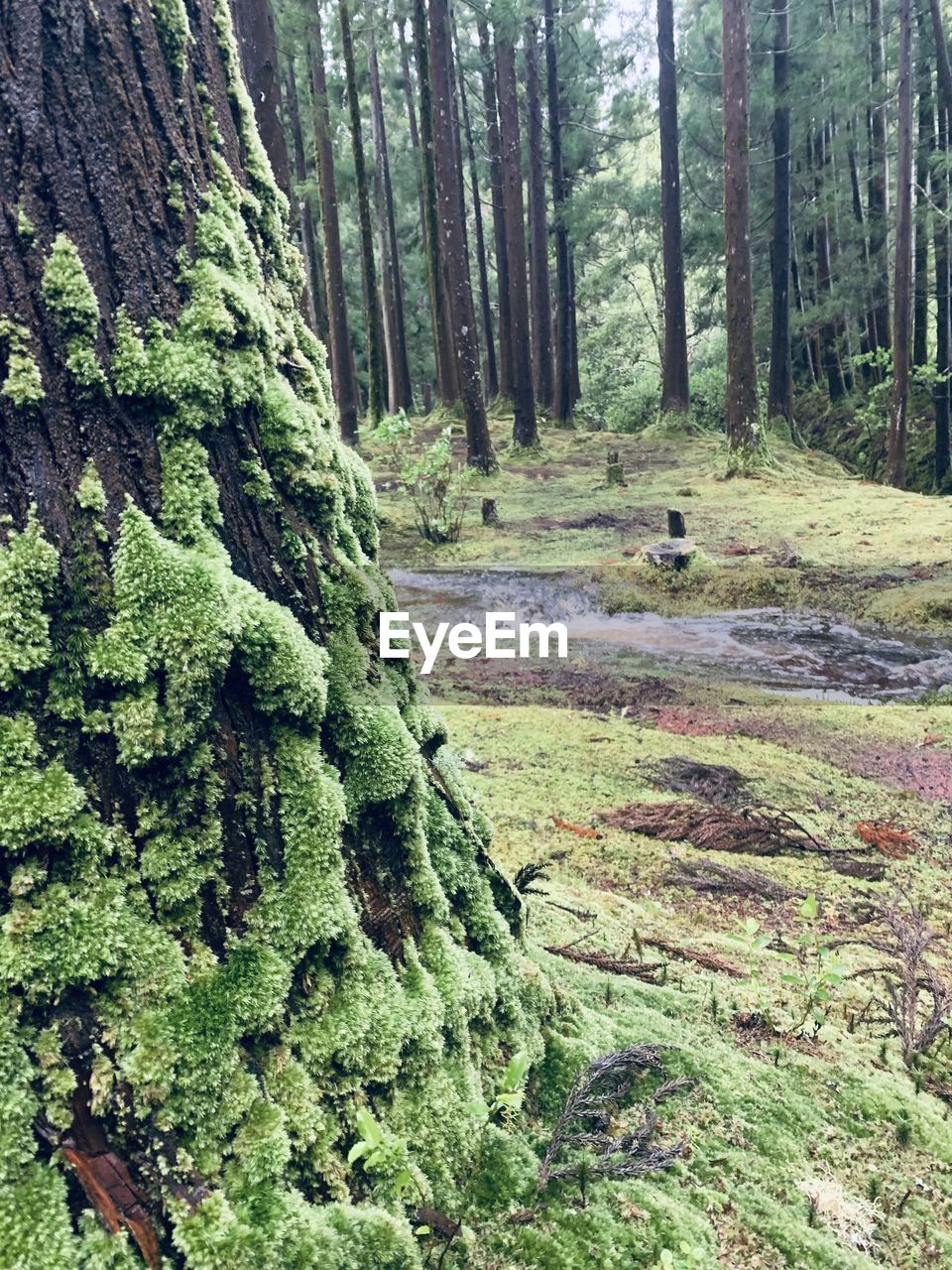 SCENIC VIEW OF TREES IN FOREST