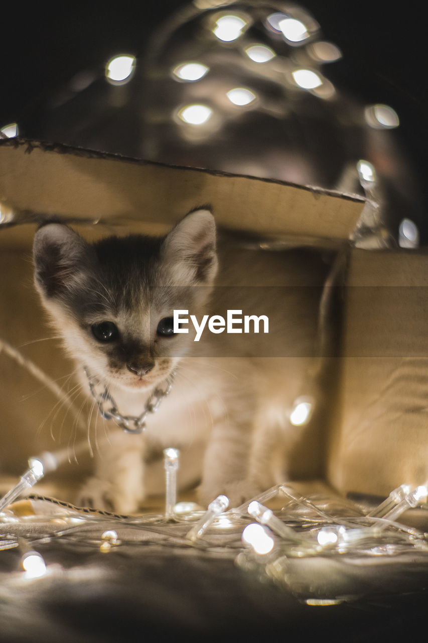 PORTRAIT OF KITTEN IN ILLUMINATED LIGHT