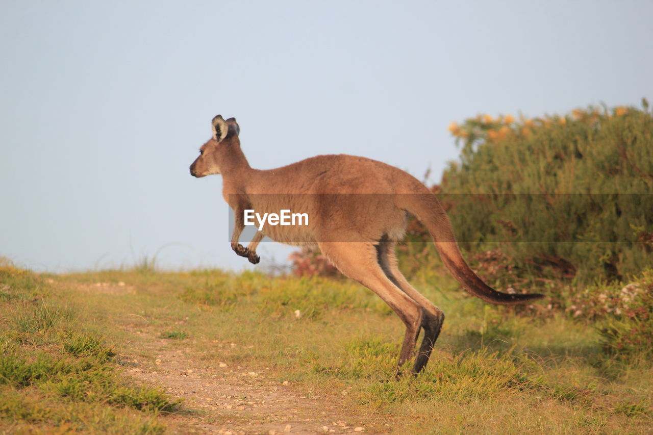 Side view of kangaroo jumping on field