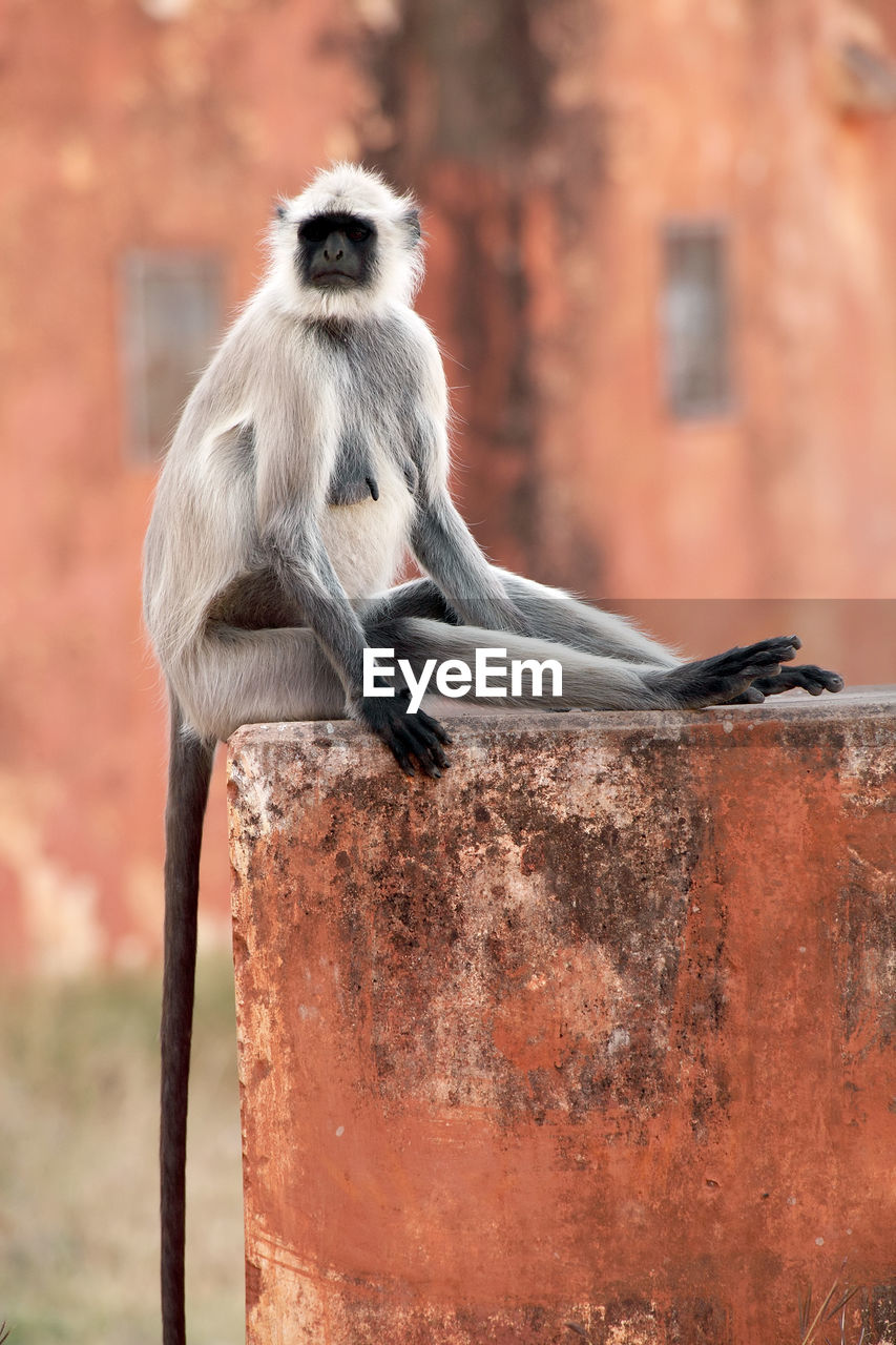 Langur looking away while sitting on wall at jaigarh fort